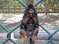 ドクロ模様の蛾