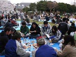 善福寺川公園花見