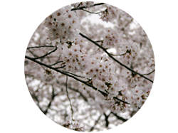 おまけ写真：桜の花