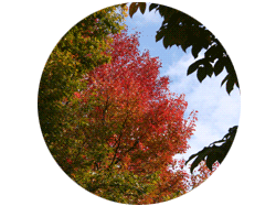 おまけ写真：公園の紅葉