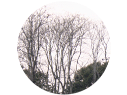 おまけ写真 球場囲む木