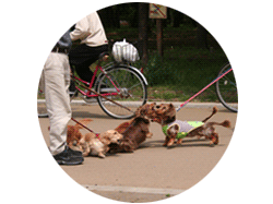 おまけ写真：公園をお散歩中のワンちゃんたち