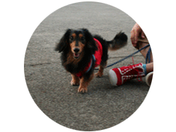 おまけ写真：可愛いワンちゃん