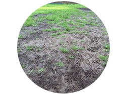 おまけ写真,グラウンド上の雑草