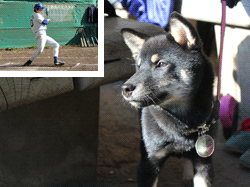 愛犬ペロォと左上に小さく打者ユージの写真