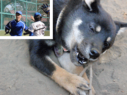 愛犬ペロォと左上に小さく生還ランナーお出迎えの写真