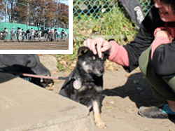 撫でられる愛犬ペロォと左上に小さくホーム集合写真