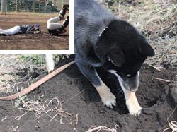 ゲンキの写真とペロォ