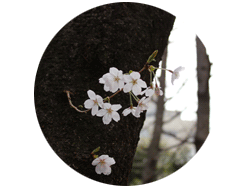 おまけ写真　桜の花