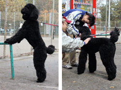 ネット裏のフェンス、くの字にぶら下がるマネージャー