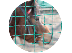 おまけ写真　ポニー